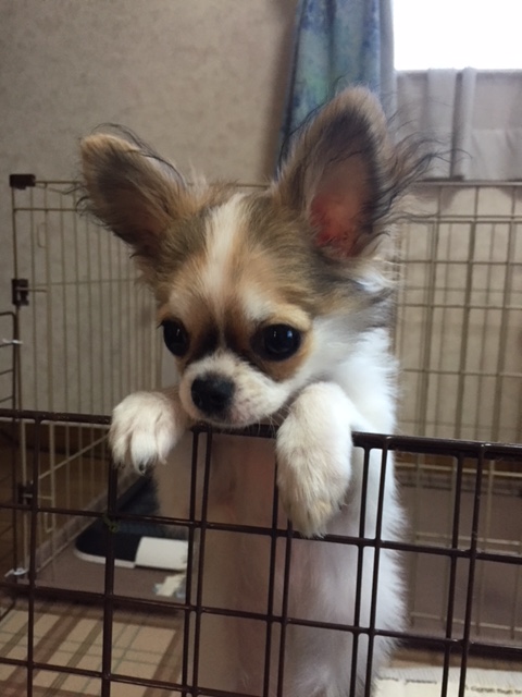 スタッフ紹介